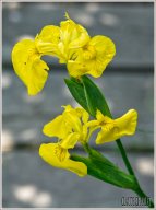 iris drapeau jaune